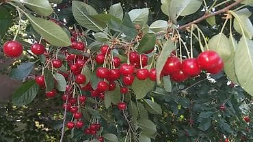 Жер-жемиштер: Чие Чекене — 2