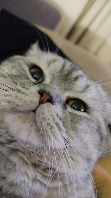 МЫШЫК ЖОГОЛГОН🐈 Шотланд породасы Жашы: 2 жаш Каралаев / Сухэ-Батор