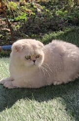 Собаки: Вязка ! Не продажа!!! Молодой котик Scottish fold окрас серебристая — 7