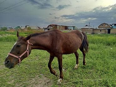 ат алам: Продаю | Кобыла (самка) | Дончак | Рабочий | Племенные — 10