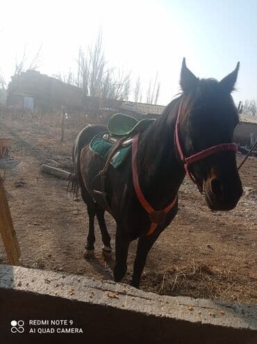 Грызуны: Продаю | Конь (самец) | Полукровка | Конный спорт — 2