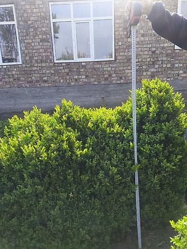 Самшит (Buxus sempervirens) — крупномерные сформированные кусты для