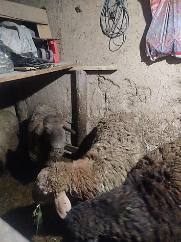 продаю баран красная речка: Продаю | Овца (самка) | На забой — 4