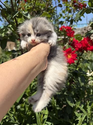 сколько стоит вислоухие котята: Скотиш Фолд (Шотландская вислоухая), 2 месяца, Девочка, Приучена к лотку — 4