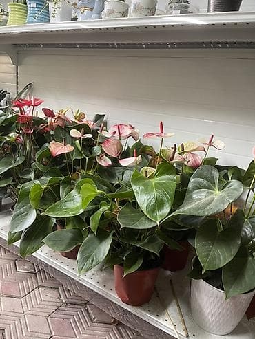антуриум: Антуриум (Anthurium) в горшке — декоративно-цветущее комнатное — 2