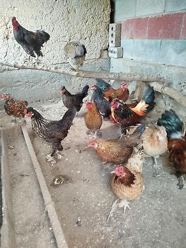 куры в карабалте: Продаю | Куры — 2
