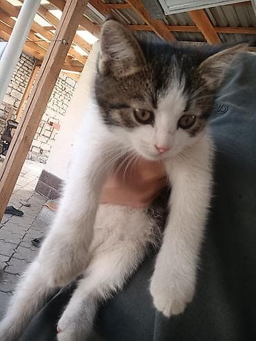 Кошки: Отдам котят в добрые руки бесплатно Котята домашние, окрас: - — 1