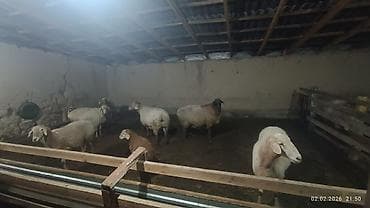 баранья шерсть: Продаю | Овца (самка) | Полукровка | Для разведения | Матка — 2