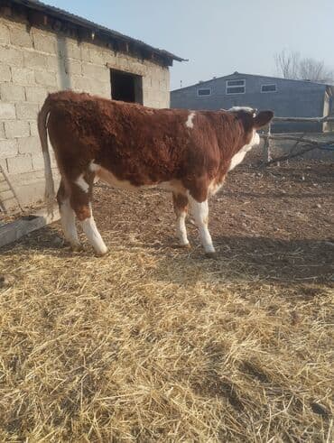 собака шпиц: Продаю | Бык (самец) | На откорм | Привязанные — 6