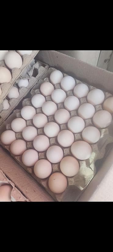 Оптом домашние яйца Бесплатная доставка по городу Яйцо куриное at lalafo.kg Оптом домашние яйца Бесплатная доставка по городу Яйцо куриное