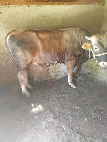 Продаю | Бык (самец) | На забой