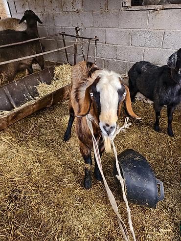 козлы: Продаю | Козёл (самец) | Для разведения | Осеменитель — 1