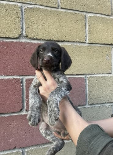 маленькие чихуахуа цена: Дратхаар, 2 месяца, Самка — 1