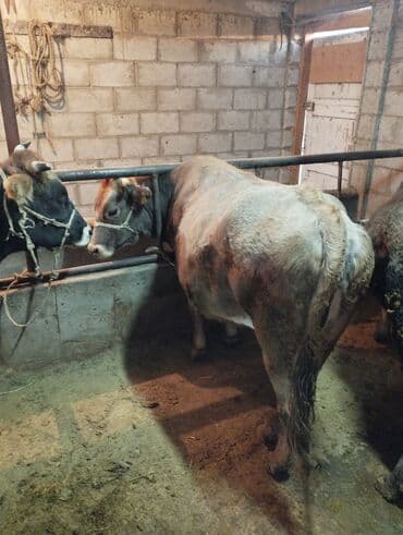 продаю музоо торпок корова самка бык самец айрширская ангус алатауская на забой для разведения на откорм племенные нетель привязанные: Продаю | Бык (самец) | На откорм | Привязанные — 6