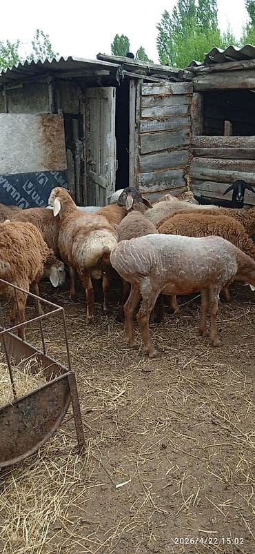 сколько стоит собака породы корги: Продаю | Ягненок | Арашан | Для разведения | Племенные — 5