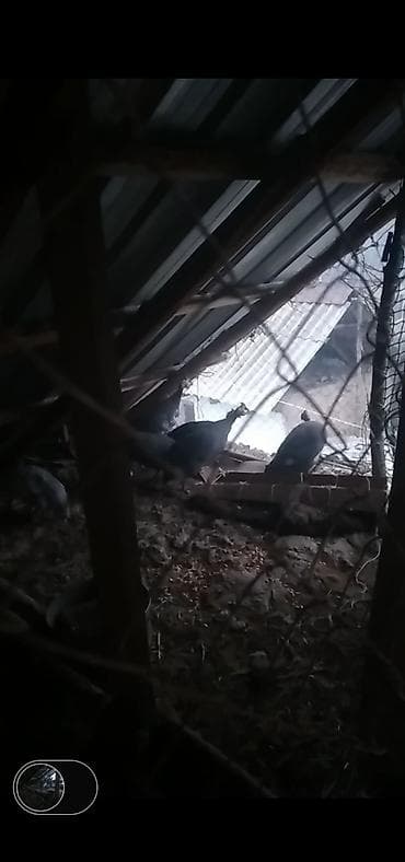 Кошки: Цесарки (домашняя птица). - Окрас стада: в основном тёмно‑серый — 5