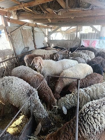 инкубатор норма: Продаю | Овца (самка) | Полукровка | Для разведения | Матка — 10