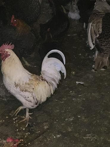 индюк бишкек: Домашние куры и петухи 80 кур и 100 петухов — 2