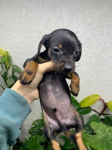 Такса, 2 месяца, Самец, С прививкой — 7