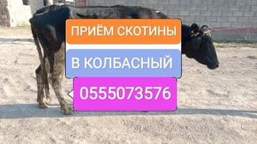 ферма: Сатып алам | Уйлар, букалар, Жылкылар, аттар | Күнү-түнү, Бардык шартта, Союлган