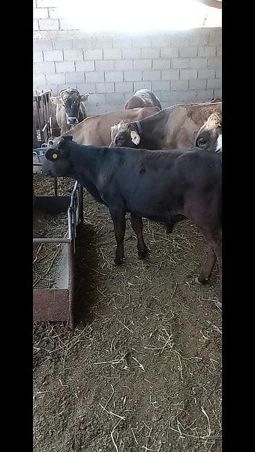 бык купить: Продаю | Бык (самец) — 4