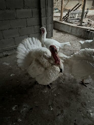 Ветеринар кызматы: Сатам | Эркек күрп | Бройлер | Көбөйтүү үчүн | Асыл тукумдуу — 3