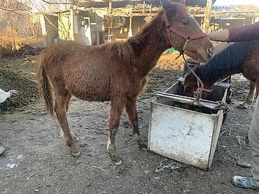 продаю кунан: Продаю | Жеребенок — 6