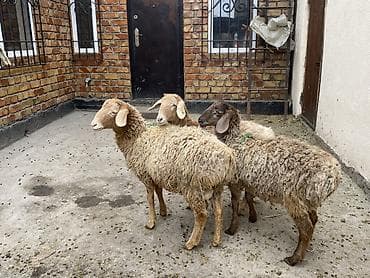 Ветеринар кызматы: Сатам | Козу | Көбөйтүү үчүн — 4