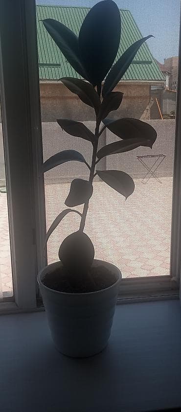 фикус сколько стоит: Фикус эластика (каучуконосный) в декоративном белом горшке. - Высота — 1