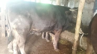 ангус купить: Продаю | Бык (самец) | На откорм | Привязанные — 6