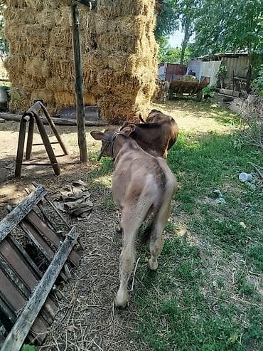 корова обмен на авто: Продаю | Бык (самец) | Полукровка | На откорм | Привязанные — 4