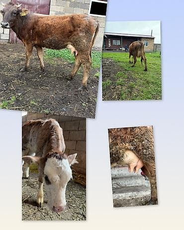 Продаю | Корова (самка) | Для молока | После отела