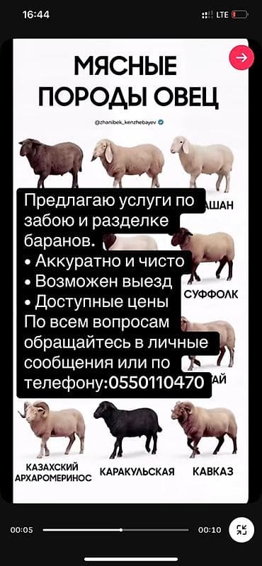 стрижки овец: Резка, Ручная резка — 1