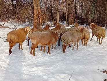 восточно эвропейская овчарка: Продаю | Овца (самка), Баран (самец) | Арашан — 1