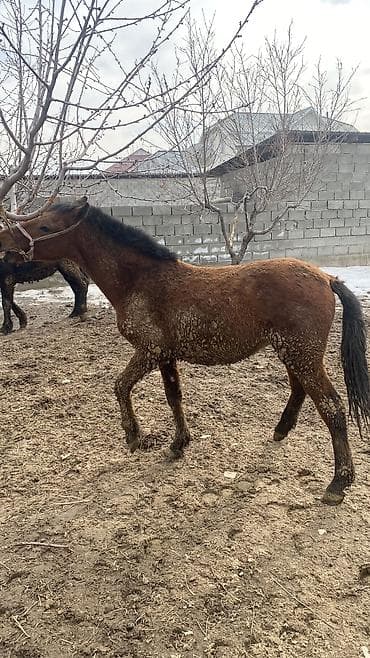 бенгальская кошка окрасы: Продаю | Жеребец — 3