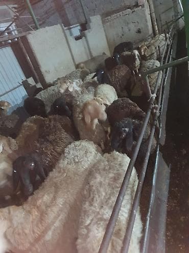 Грызуны: Продаю | Баран (самец) — 2