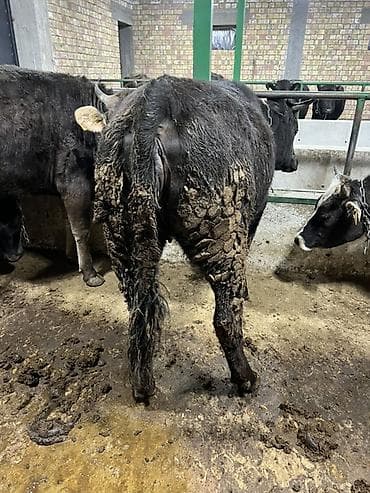 продаю тай: Продаю | Тёлка | Швицкая | На откорм, На забой | Привязанные — 8