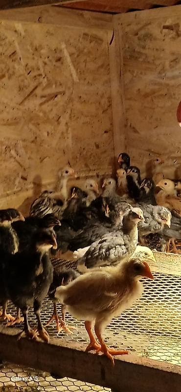 Айыл-чарба жаныбарлары: Сатам | Балапандар | Көбөйтүү үчүн — 2