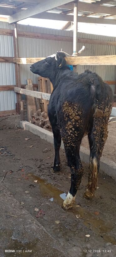 продажа щенков немецкой овчарки в бишкеке с документами: Продаю | Тёлка | Голштин, Алатауская | Для разведения, Для молока | Стельные — 4