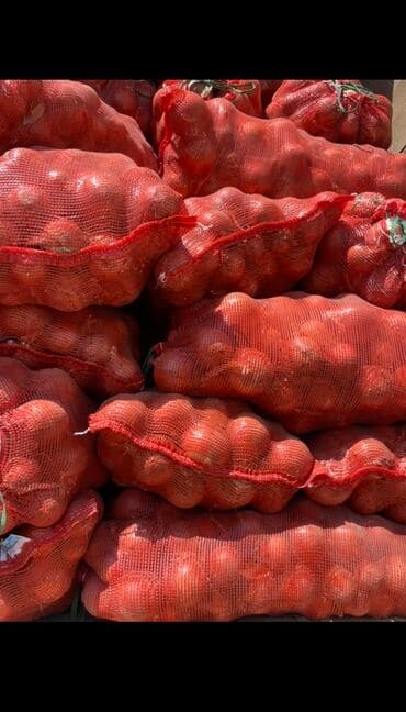 Лук Оптом, Бесплатная доставка, Самовывоз