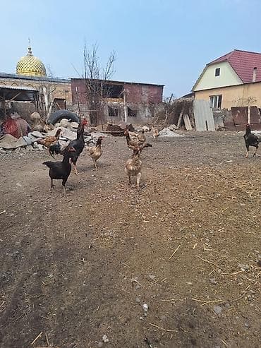 курен: Продаю | Куры | Домашняя | Несушки — 1