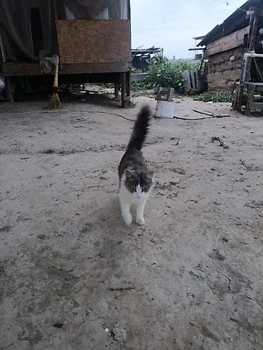 львенок купить: Котята от домашней кошки - Описание: пушистые котята от красивой — 2