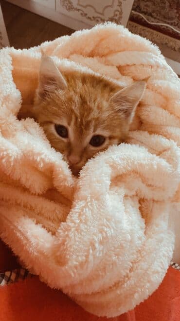 бренд вещи: Плед, Все сезоны, Плюшевый — 1