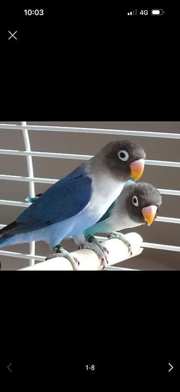 Пара неразлучников (Agapornis personatus, голубая мутация). - Окрас — 1