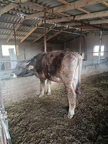 Продаю | Бык (самец) | На откорм | Привязанные