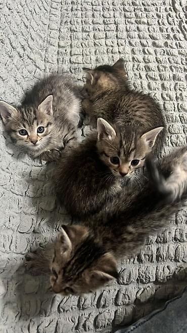 котята милые: 2 месяца, Мальчик, Приучена к лотку — 1