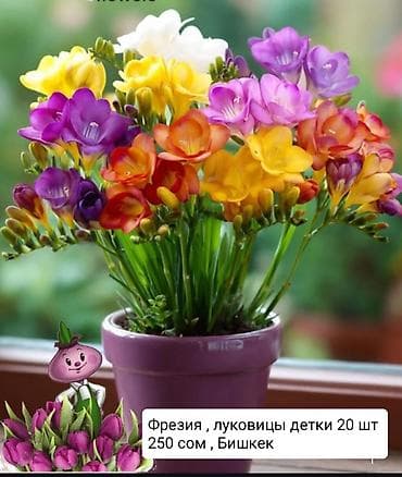 где купить цветы оптом дешево: ЛУКОВИЦЫ ТЮЛЬПАНОВ,ГИАЦИНТОВ, КРОКУСОВАНЕМОН, РАНУНКУЛЮСАОПТОМ И В — 6