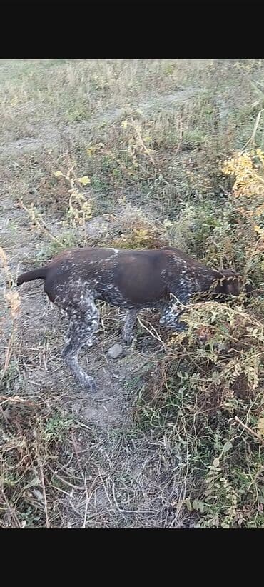 обучение собак: Курцхаар, 3 года, Самец, С прививкой — 1