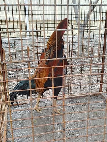 поставщики кормов для животных бишкек: Дакан тулок короз сатылат активный вес 4 .500 кг алмашу жолдору бар — 4