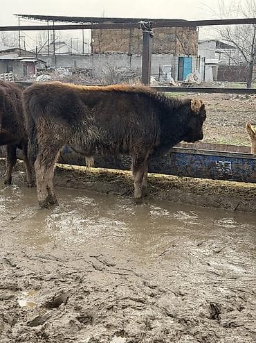 русская голубая кошка бишкек: Продаю | Бык (самец) — 8